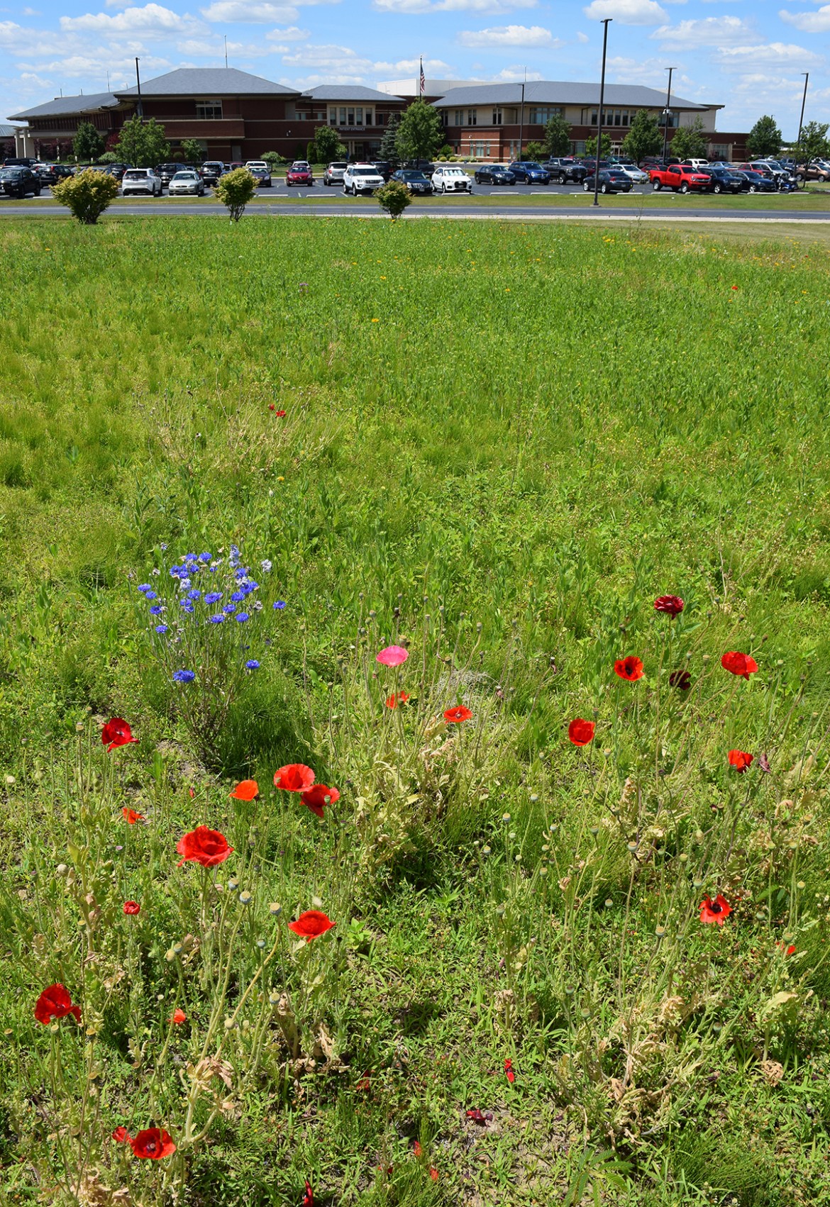 The Bob & Ellie Beck Centennial Prairie & Wildflower Garden The